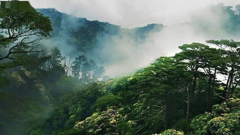 春雨直播app